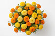 Next Day Delivery - MARIGOLD ASSORTED 50cm 10st - Assorted - 120 Stems [LIMITED]