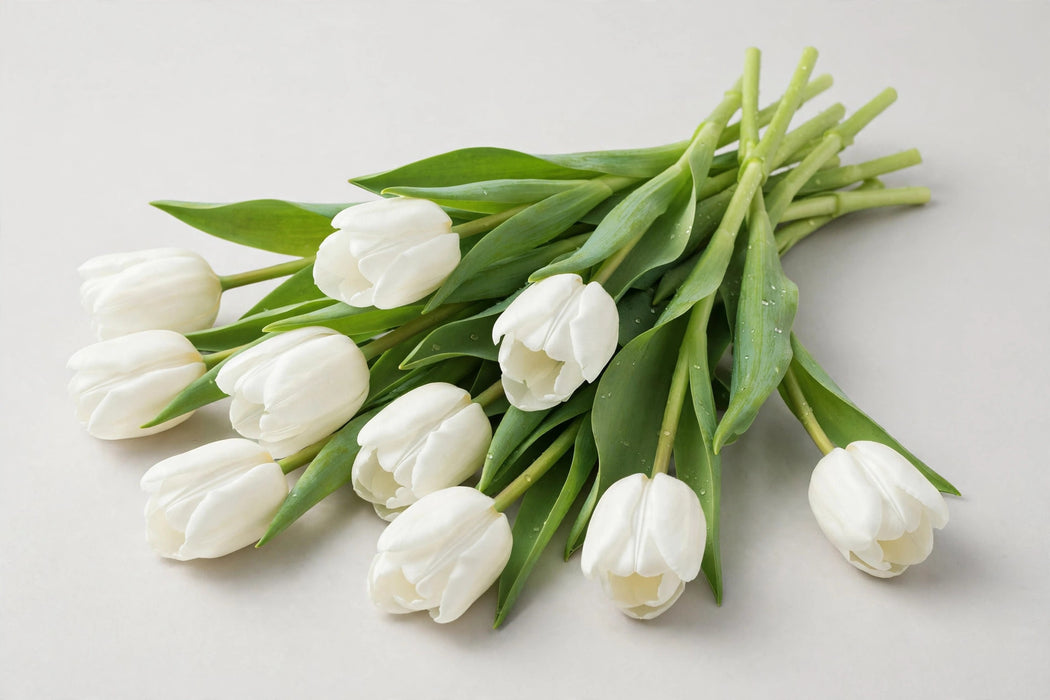 Tulip Collective - Royal Virgin 37cm 35gr S2- (50 STEMS / BX)