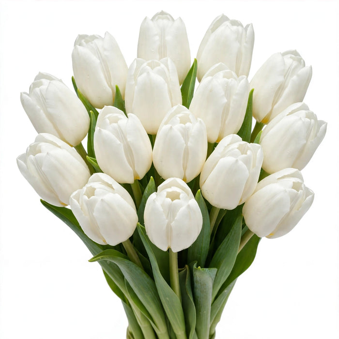 Tulip Collective - Royal Virgin 40Cm 40Gram - White - 150 Stems