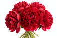 Next Day Delivery - Peonies AAA Red Diana Parks 50-60 cm - 50 Stems [LIMITED]