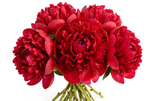 Next Day Delivery - Peonies AAA Red Diana Parks 50-60 cm - 50 Stems [LIMITED]