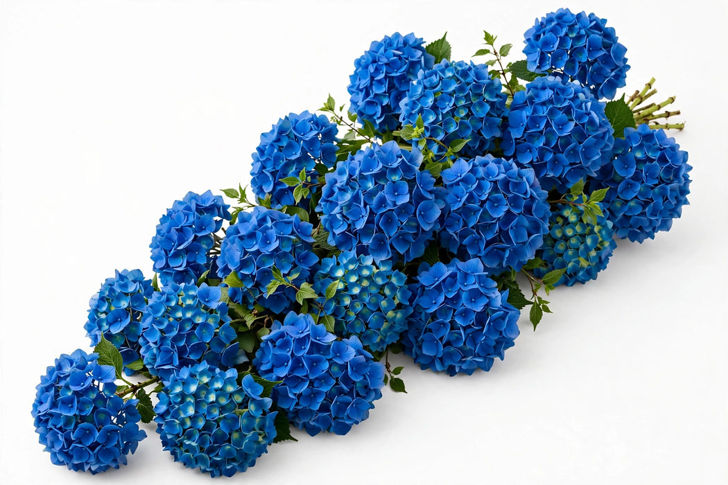 Next Day Delivery - HYDRANGEA SHOCKING BLUE 60cm 18cm - Blue - 30 Stems [LIMITED]
