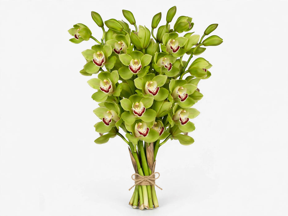 Cymb. Green 60cm - 10 Stems/Box