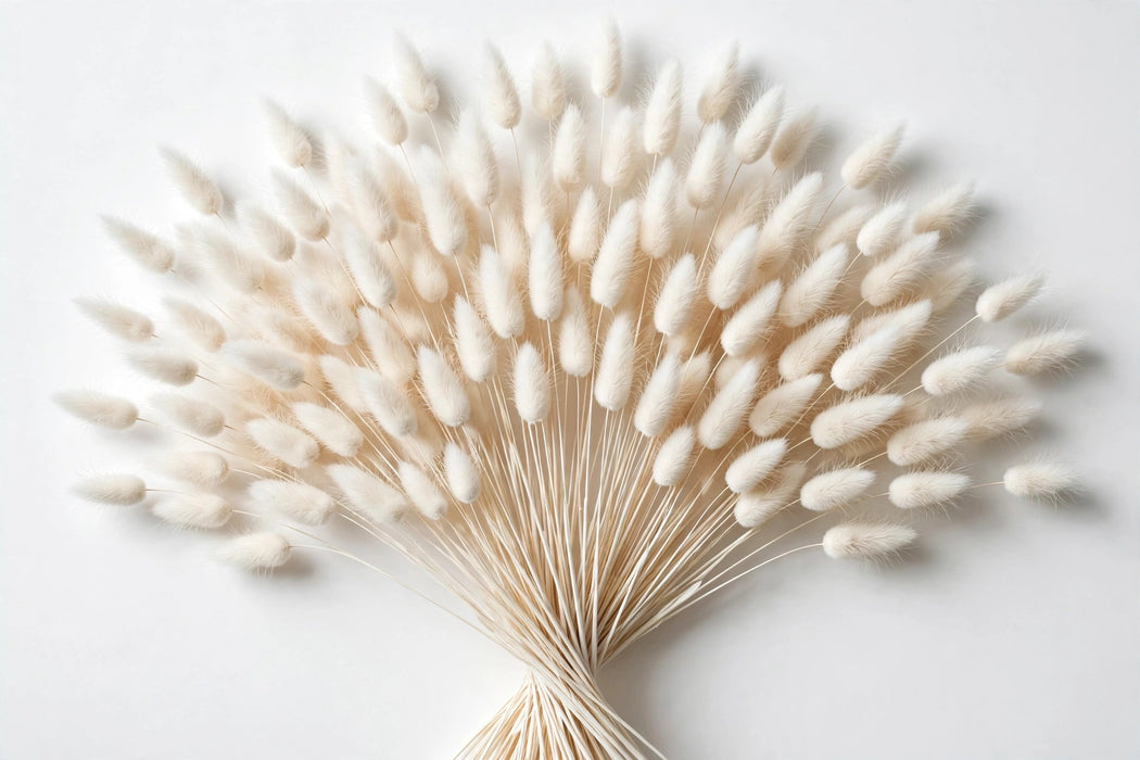 Next Day Delivery - DRIED LAGURUS BLEACHED 60cm 100gr - White - 40 Stems [LIMITED]