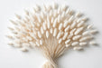 Next Day Delivery - DRIED LAGURUS BLEACHED 60cm 100gr - White - 40 Stems [LIMITED]