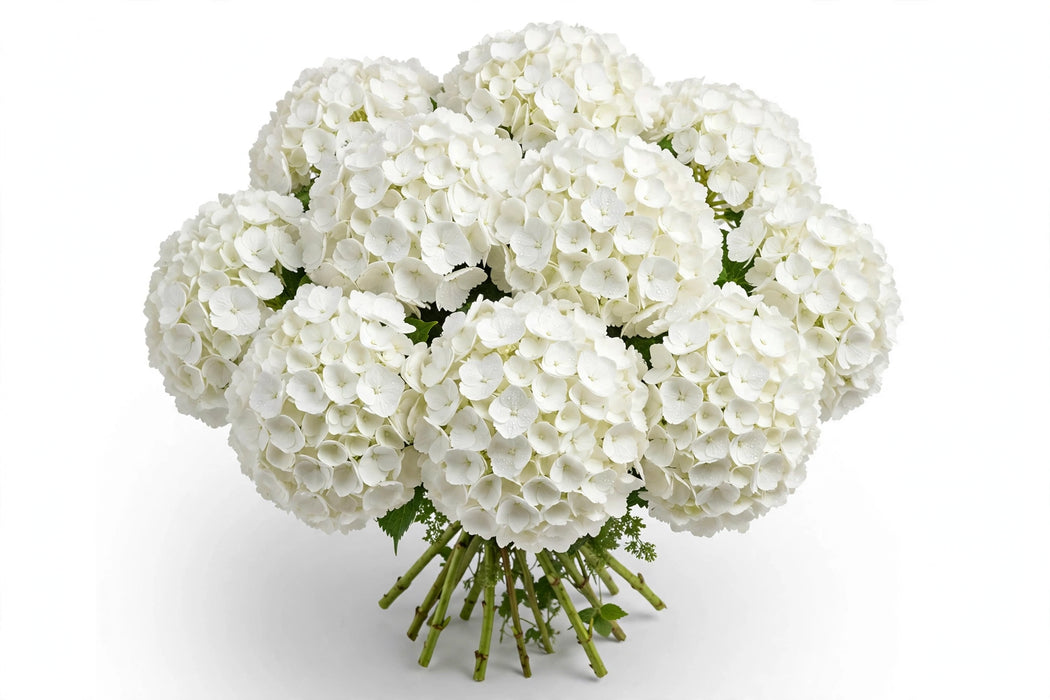 Next Day Delivery - HYDRANGEA WHITE PREMIUM 60cm 20cm - White - 30 Stems [LIMITED]