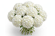 Next Day Delivery - HYDRANGEA WHITE PREMIUM 60cm 20cm - White - 30 Stems [LIMITED]
