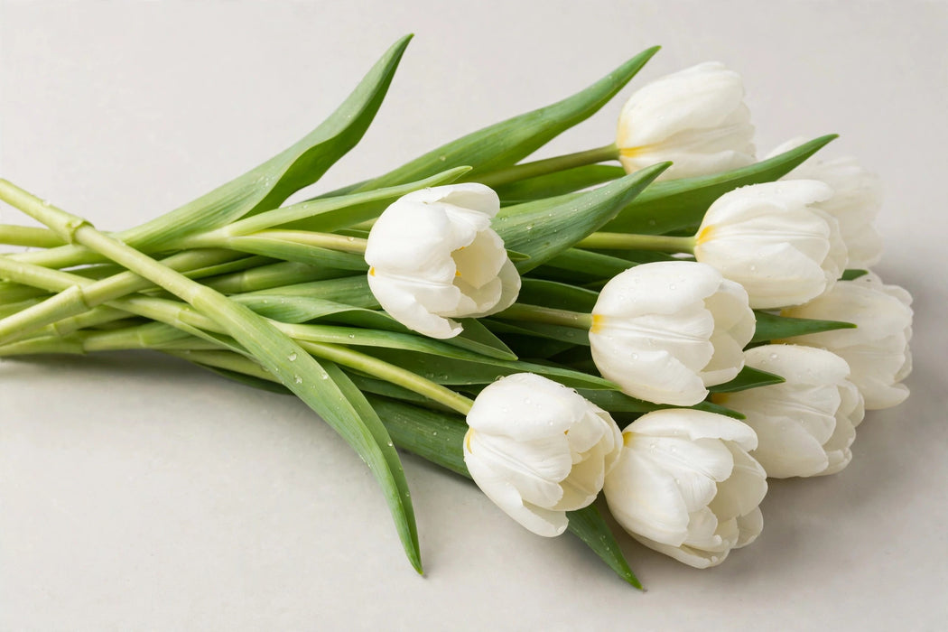 Tulip Collective - Antarctica 35cm 25gr (50 STEMS / BX)