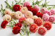 The Ranunculus Collection - Romance Ranunculus Assorted 50 Get Lucky 10 Hydra 10 Nohant 30 Seine 50-60CM (100 STEMS / BX)