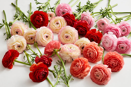 The Ranunculus Collection - Romance Ranunculus Assorted 50 Get Lucky 10 Hydra 10 Nohant 30 Seine 50-60CM (100 STEMS / BX)