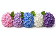 Hydrangea Classic Assorted 60CM 18CM - 30 Stems