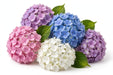 Hydrangea Classic Assorted 50CM 16CM - 40 Stems