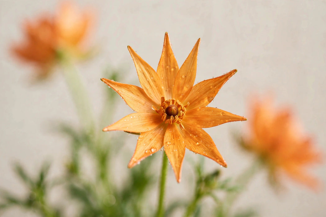 Ranunculus Flower Collection - Butterfly Ranunculus Charis Orange 50-60CM (120 STEMS / BX)
