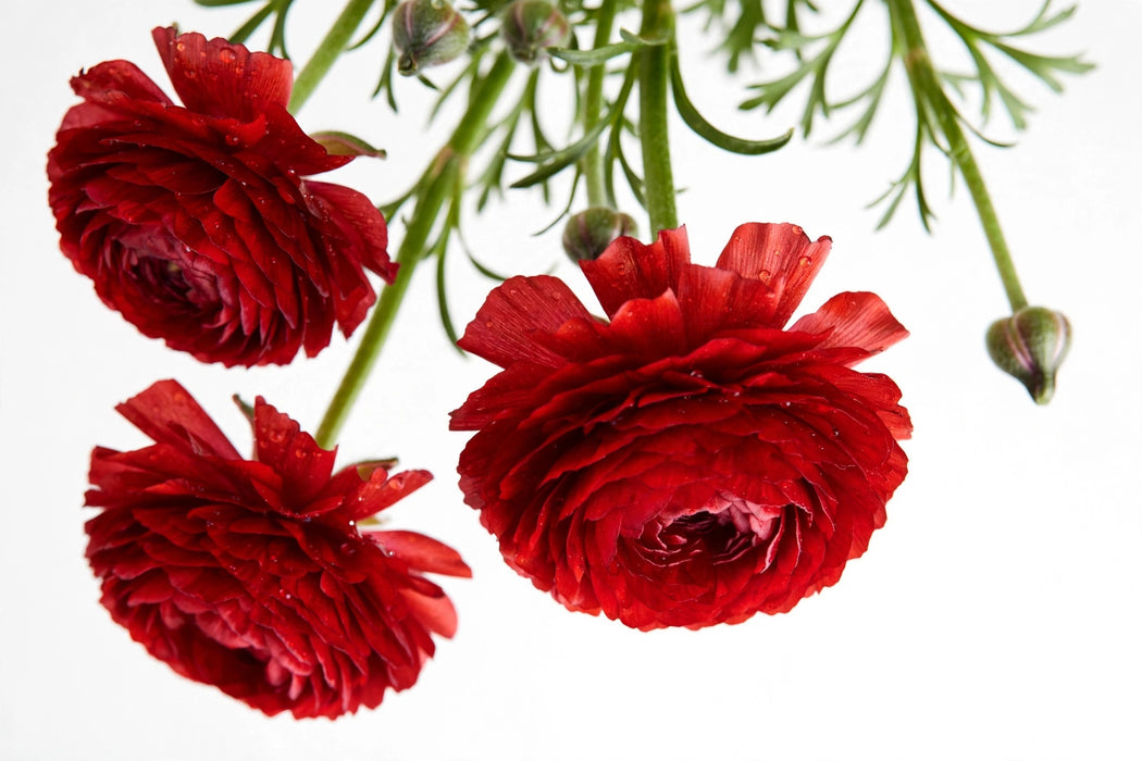 Ranunculus Flower Collection - Butterfly Ranunculus Hades Red 40-50CM (120 STEMS / BX)