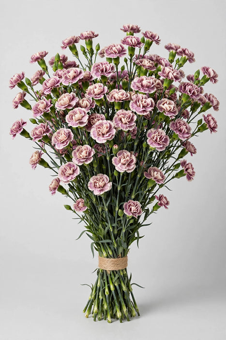 Mini Carnations - Moonique (10 Bunches Bu)