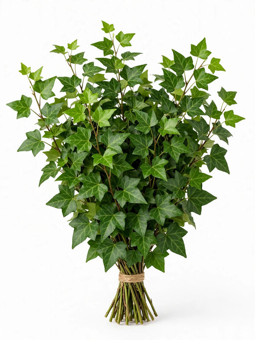 Italian Ivy Green Xl - 100 Stems/Box
