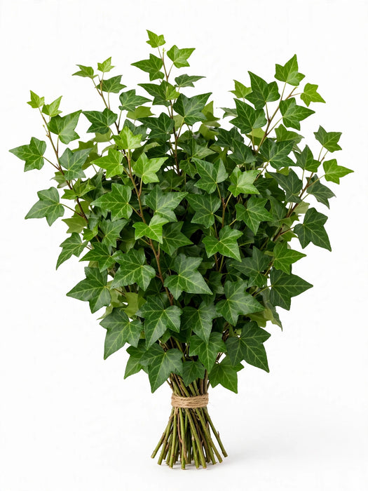 Italian Ivy Green Xl - 100 Stems/Box