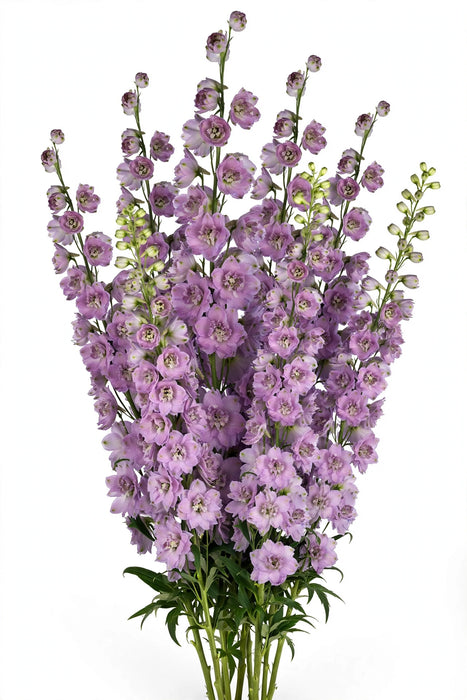 Next Day Delivery - DELPHINIUM EL DEWI LADY 90cm 5st - Purple - 60 Stems [LIMITED]