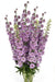 Next Day Delivery - DELPHINIUM EL DEWI LADY 90cm 5st - Purple - 60 Stems [LIMITED]