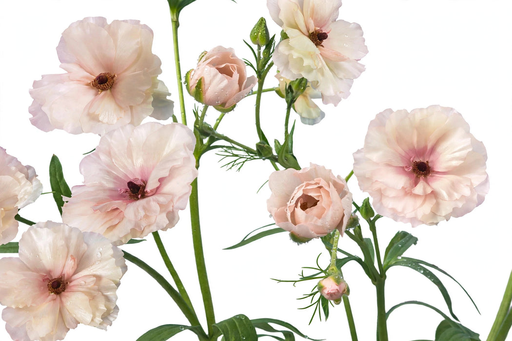 Ranunculus Flower Collection - Butterfly Ranunculus Ariadne Blush Pink 40-50CM (120 STEMS / BX)