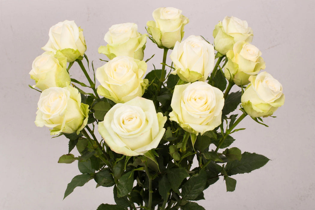 Roses Alba 50cm 100ST/BX