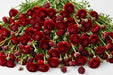 The Ranunculus Collection - Ranunculus Red 30-40CM (100 STEMS / BX)