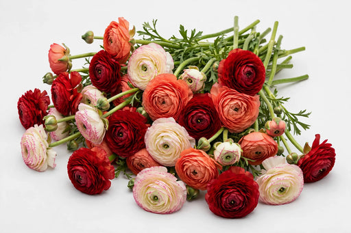 The Ranunculus Collection - Romance Ranunculus Assorted 10 Get Lucky + 30 Hydra 60 Nohant 30-40CM (100 STEMS / BX)