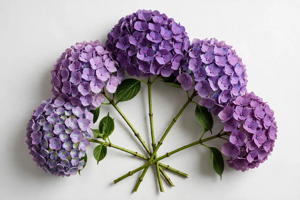 Next Day Delivery - HYDRANGEA PURPLE 60cm 22cm - Purple - 20 Stems [LIMITED]