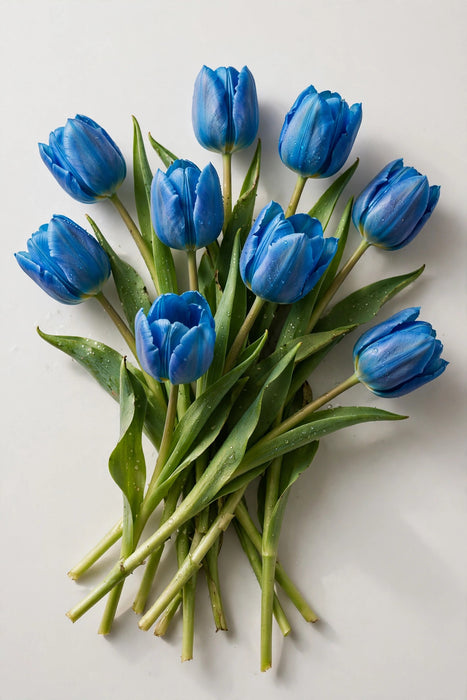 Tulip Collective - Dyed Bluetooth 37cm 35gr (50 STEMS / BX)