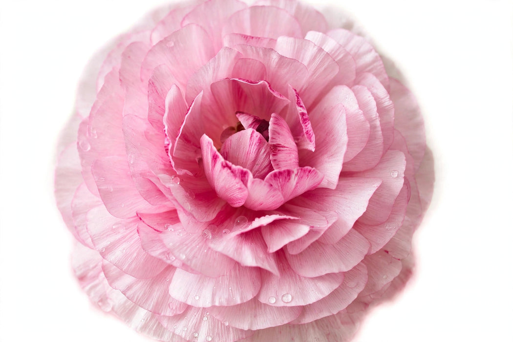 Ranunculus Flower Collection - Butterfly Ranunculus Hera Pink 50-60CM (120 STEMS / BX)