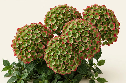Hydrangea Emerald Classic 80CM 19CM - Green/Red - 40 Stems