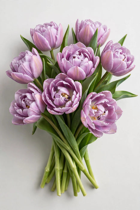 Tulip Collective - Double Katinka 35cm 30gr (50 STEMS / BX)