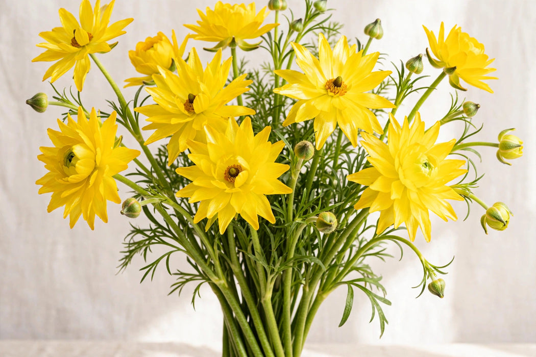 Ranunculus Flower Collection - Butterfly Ranunculus Phytalos Yellow 50-60CM (120 STEMS / BX)