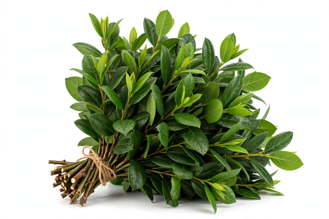 Salal 12BU/BX