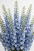 Next Day Delivery - DELPHINIUM BE SKY WALTZ 80cm 10st X120 - Light Blue - 120 Stems [LIMITED]