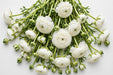 The Ranunculus Collection - Ranunculus White 40-50CM (100 STEMS / BX)