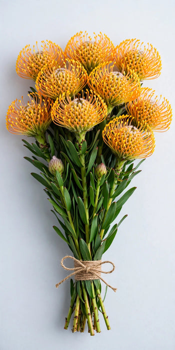 Pincushions Moonlight 40cm - 50 Stems/Box
