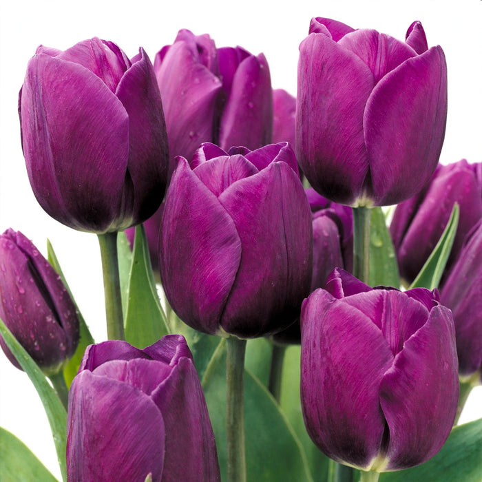 Tulip Collective - Purple Prince 35Cm 30Gr - Purple - 150 Stems