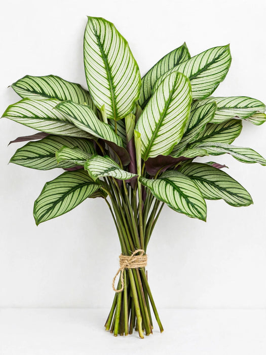 Calathea White Star - 10 Bunches/Box