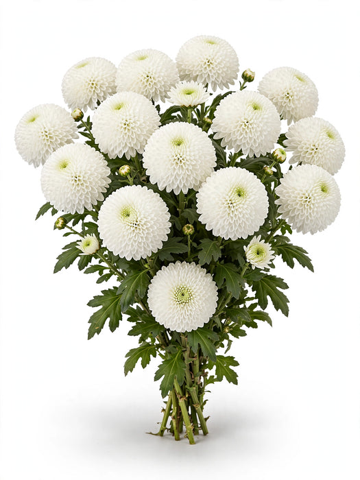 Next Day Delivery - DISBUD CREMON GAGARIN 70cm 10st - White - 80 Stems [LIMITED]