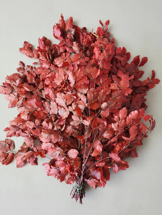 Copperbeech Red - 20 Bunches / Box (Mix & Match)