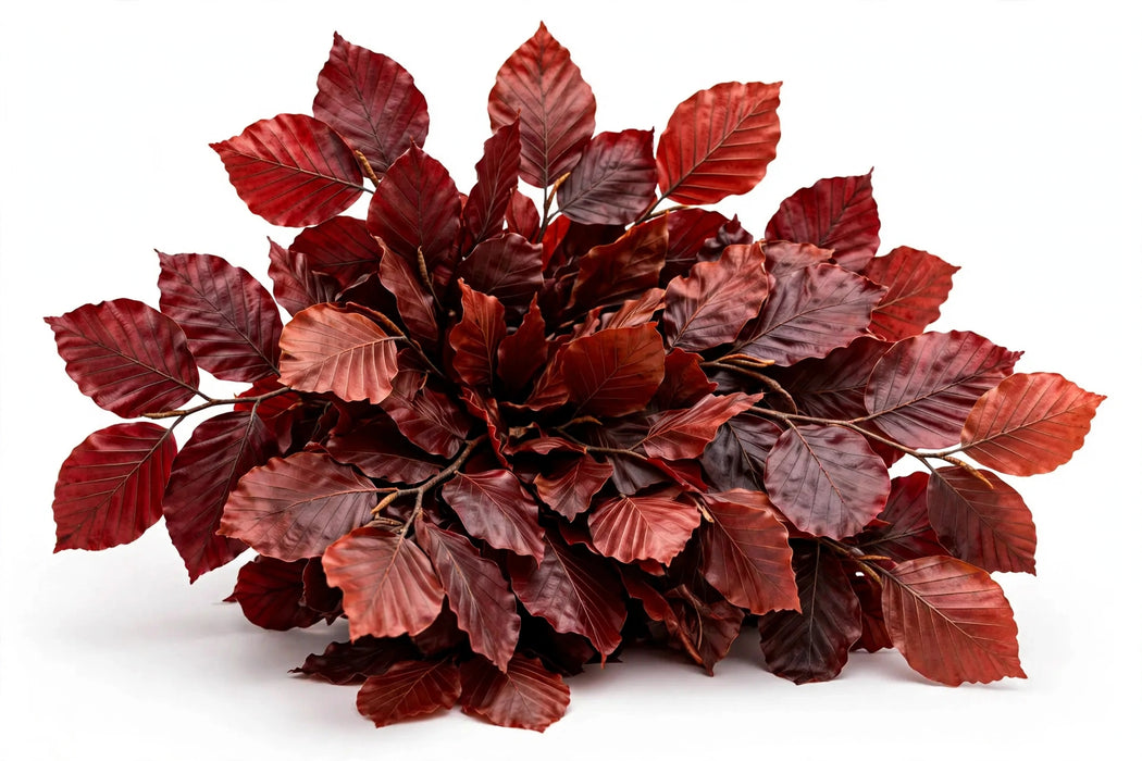 Next Day Delivery - PRESER COPPER BEECH RED 80cm 5st 80cm 5st - Red - 30 Stems [LIMITED]