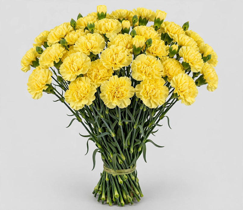 Carnation Yellow Hermes - 250 Stems