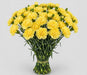 Carnation Yellow Hermes - 250 Stems