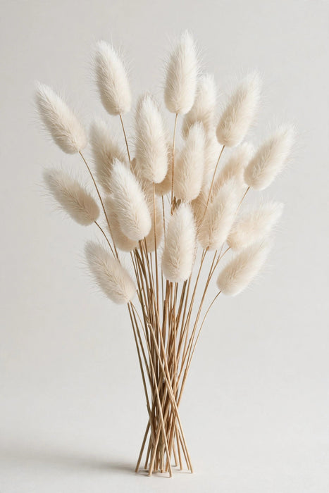 Next Day Delivery - Dried Lagurus Bunny Tail White 10BU/BX.