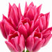 Tulip Collective - Barcelona 45Cm 50Gr - Hot Pink - 150 Stems