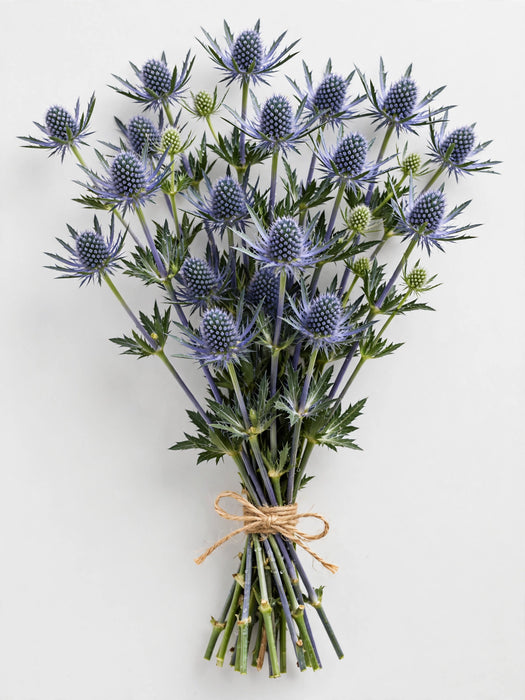 Eryngium Blue Lagoon 60CM 12BU/BX