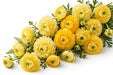 Next Day Delivery - Butterfly Ranunculus Yellow Diones 40-50 cm - 120 Stems [LIMITED]