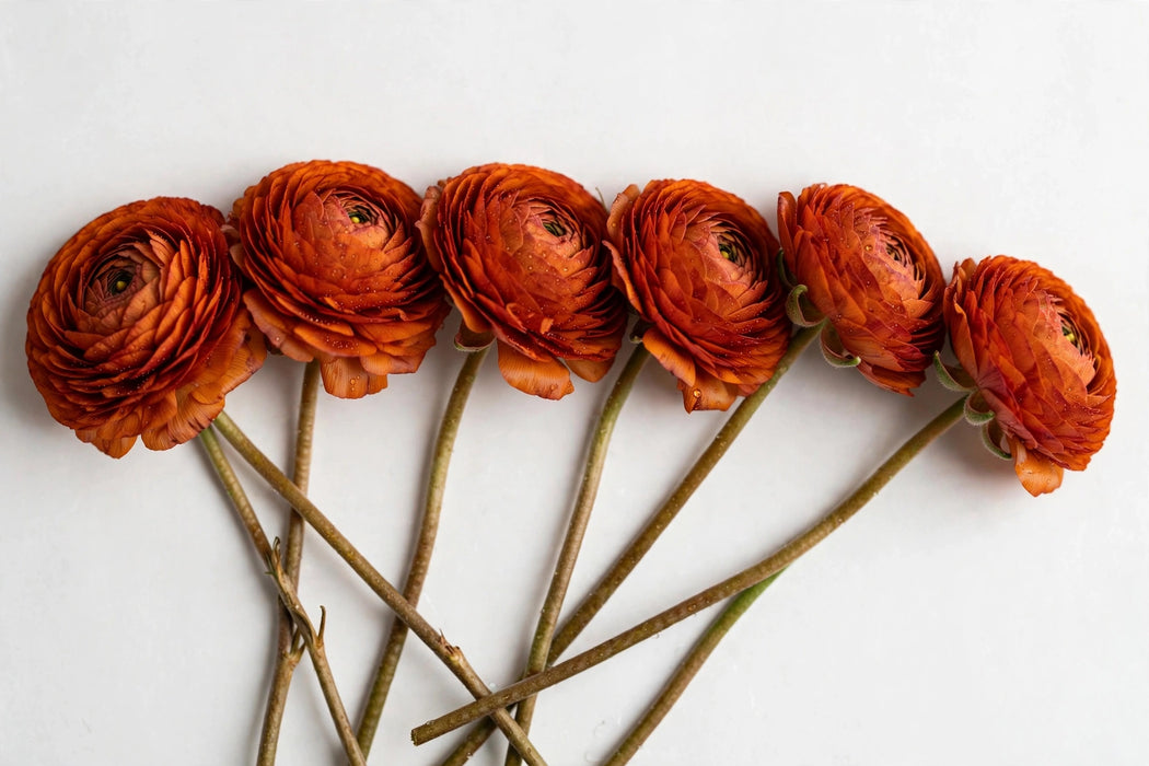 Ranunculus Flower Collection - Ranunculus Dark Orange 50-60CM (120 STEMS / BX)