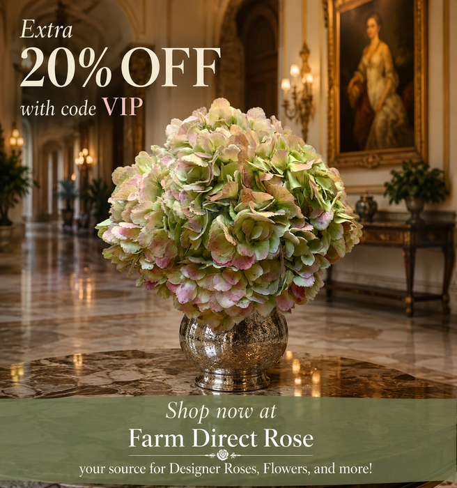 Smart Buy $12.50/Stem Farm Direct Antique Green Hydrangea XL (18 STEMS) - U.S. Delivery Coast to Coast